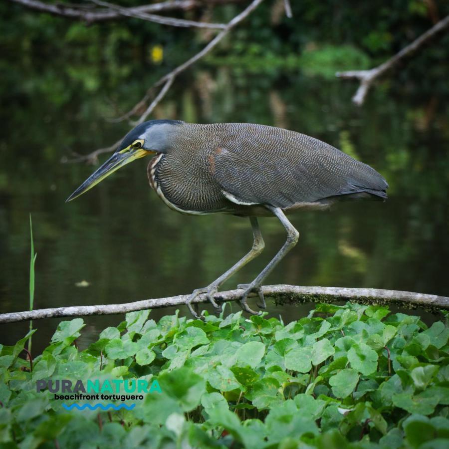 Hotel Pura Natura Beachfront Tortuguero Eksteriør bilde