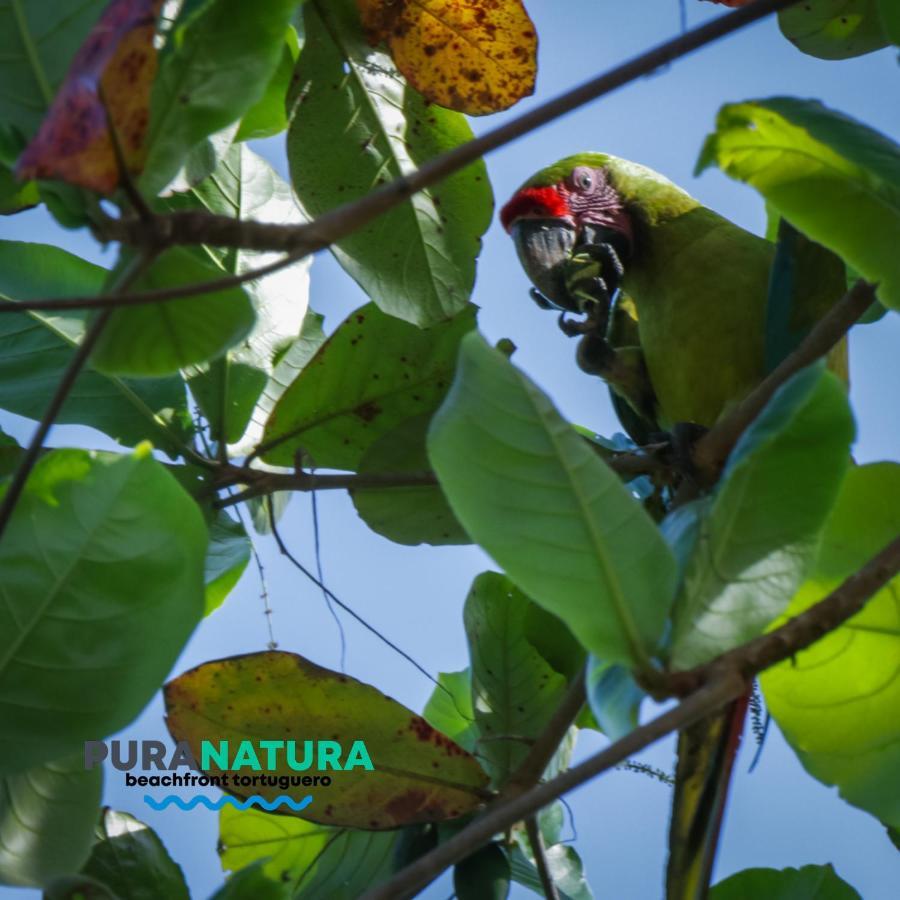 Hotel Pura Natura Beachfront Tortuguero Eksteriør bilde
