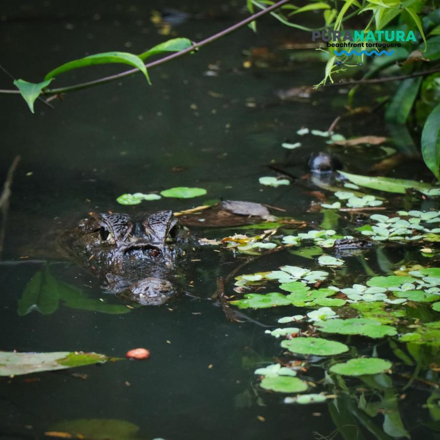 Hotel Pura Natura Beachfront Tortuguero Eksteriør bilde