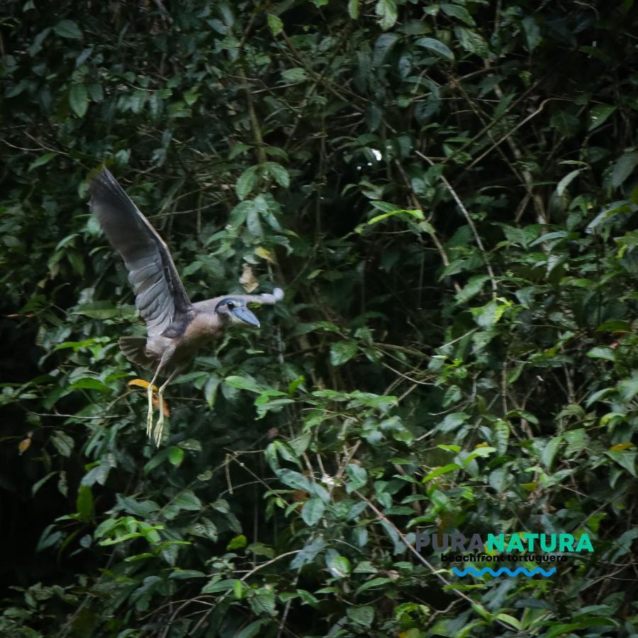Hotel Pura Natura Beachfront Tortuguero Eksteriør bilde
